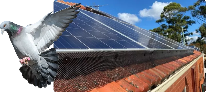 Solar Panel Bird Proofing