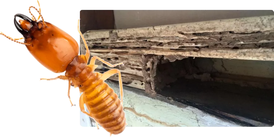 Termite Warranty Inspections