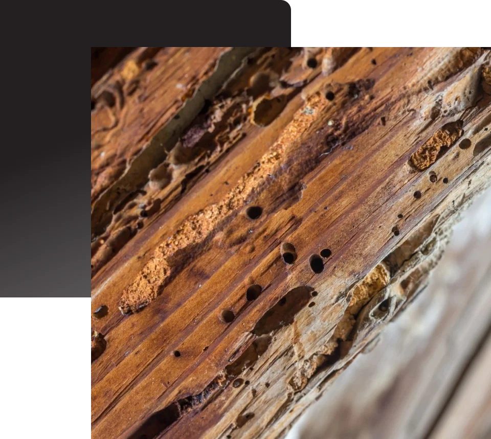 Termite Wood