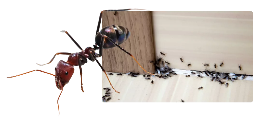Ant Treatment